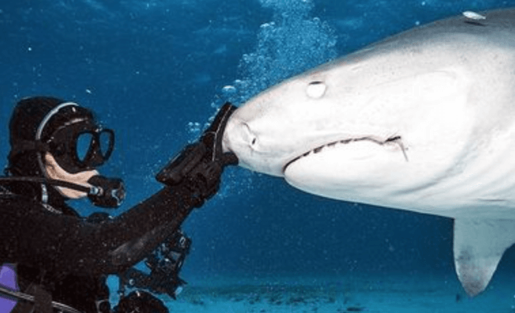 Акулы умнее, чем мы думаем. Игры с акулами. Фото.
