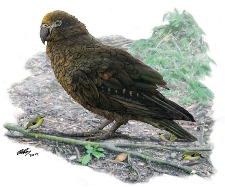 В Новой Зеландии обнаружены останки самого большого попугая в истории. Фото.