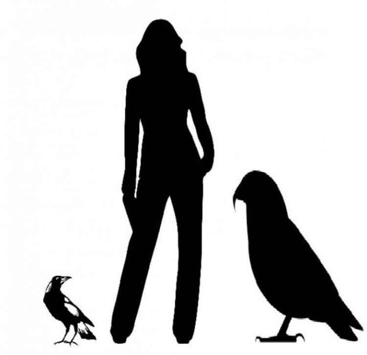 В Новой Зеландии обнаружены останки самого большого попугая в истории. Самый большой попугай в мире. Фото.