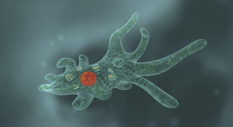 Что нам известно об амебах? Так выглядит под микроскопом амеба обыкновенная. Фото.