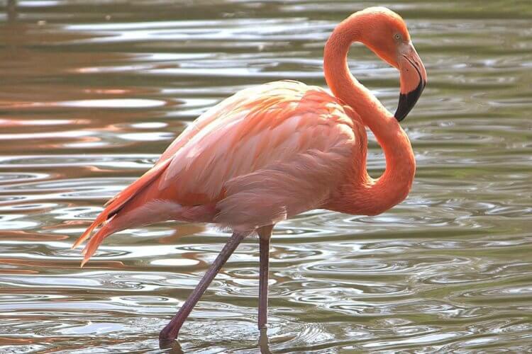 Как глобальное потепление может повлиять на животных? Фламинго находятся в опасности из-за глобального потепления. Фото.