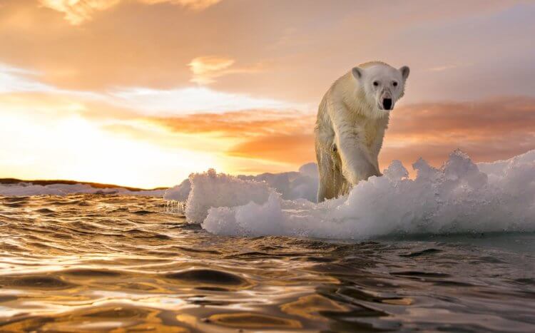 Как глобальное потепление влияет на наше здоровье? Глобальное потепление влияет и на холодные регионы. Например, популяция белых медведей значительно сократилась в последние годы. Фото.