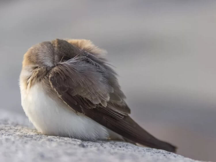 Зачем птицы жертвуют своей жизнью ради сна? Перелетные птицы часто рискуют своей безопасностью для того, чтобы сохранить энергию. Фото.