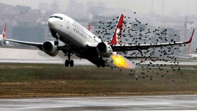 Почему птицы сталкиваются с самолетами? Фото.