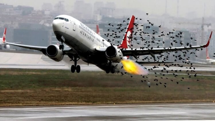 Почему птицы сталкиваются с самолетами? Птицы — это настоящие враги самолетов. Фото.