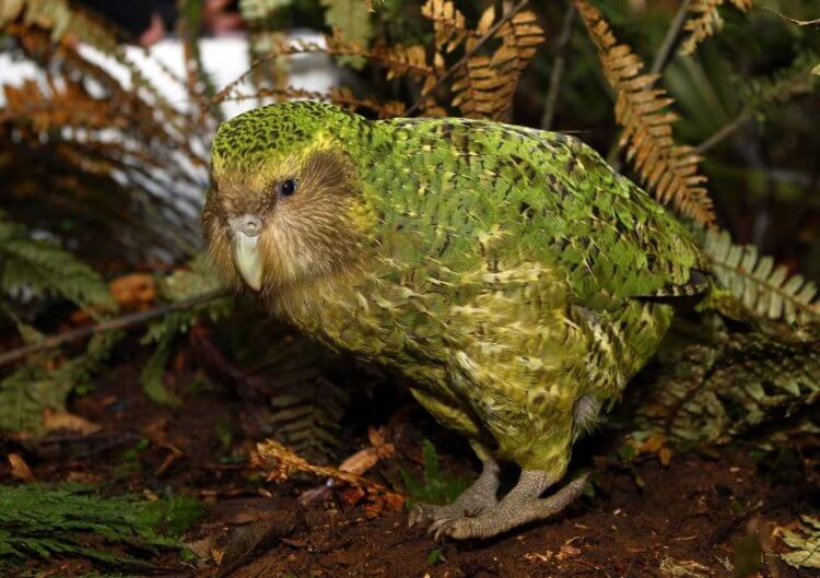 Вымирающий попугай Какапо и птица Киви, что вы знаете о них? Фото.