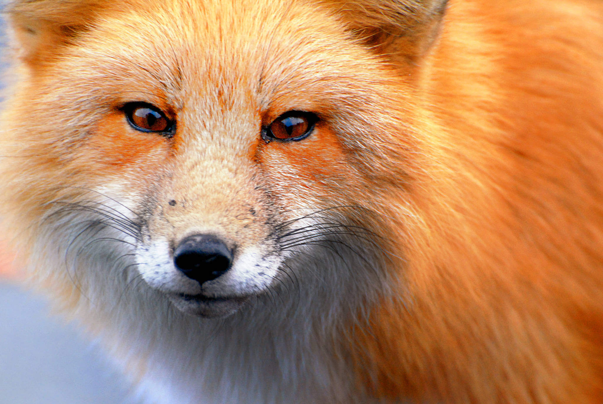 Интересные факты про лисов. Необычные лисы. Рыжая лиса. О лисах. Интересные факты о лисице.