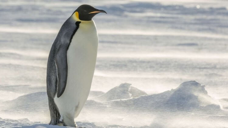 В Новой Зеландии нашли останки пингвина ростом с человека. Фото.