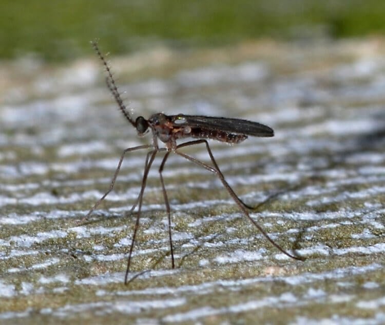 #видео | Вы знали, что личинки насекомых умеют прыгать? Фото.