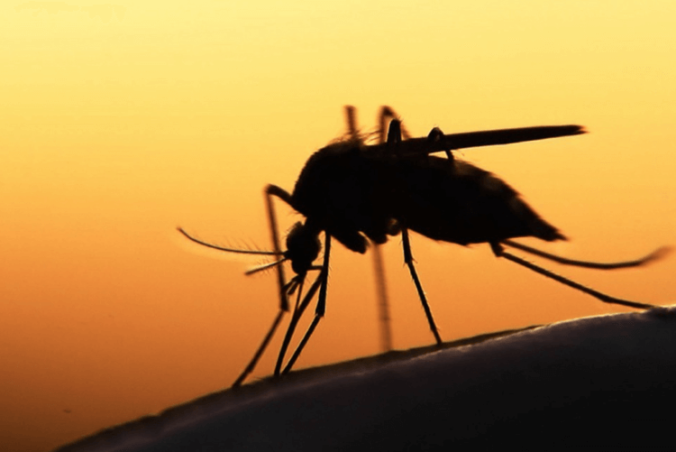 Как комары изменили мир? Фото.