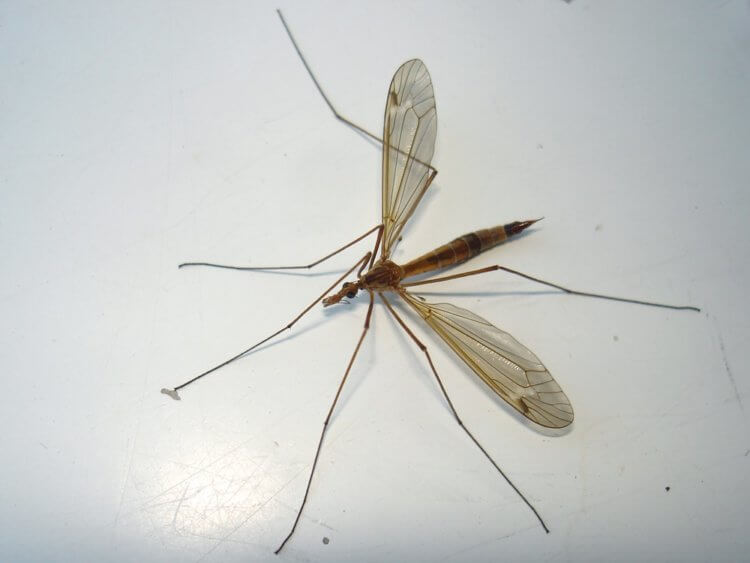 Как отличить обычного комара от малярийного? А вот так выглядит комар-долгоножка. Фото.