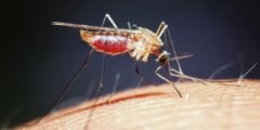 Графен поможет защититься от комариных укусов. Фото.