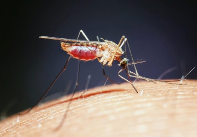Графен поможет защититься от комариных укусов. Фото.