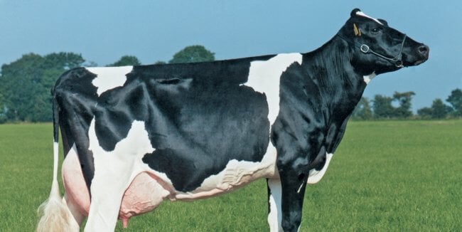 В Бразилии собирались вывести искусственных коров, но ошибки в ДНК все испортили. Фото.