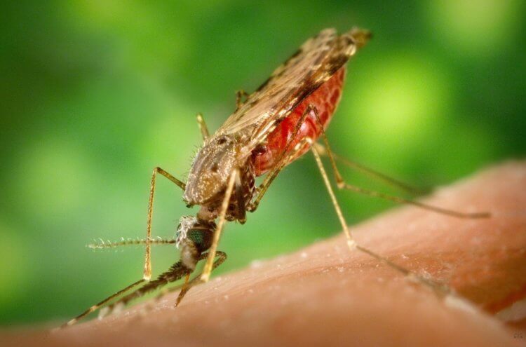 Как отличить обычного комара от малярийного? А так выглядит малярийный комар. Фото.