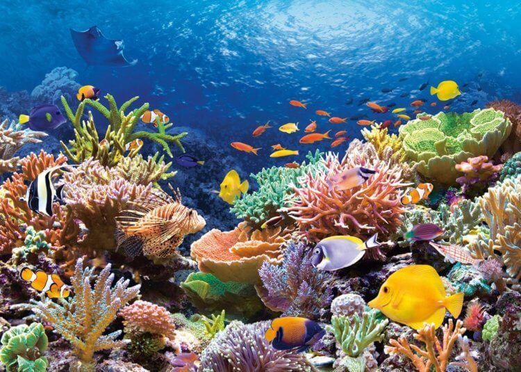 Как глобальное потепление может повлиять на животных? Коралловые рифы и их обитатели уже сейчас испытывают на себе последствия глобального потепления. Фото.
