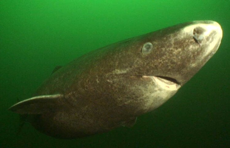 В Гренландии нашли акулу в возрасте 512 лет. Правда ли это? Самые долгоживущие акулы. Фото.