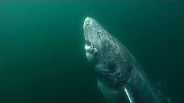 В Гренландии нашли акулу в возрасте 512 лет. Правда ли это? Фото.
