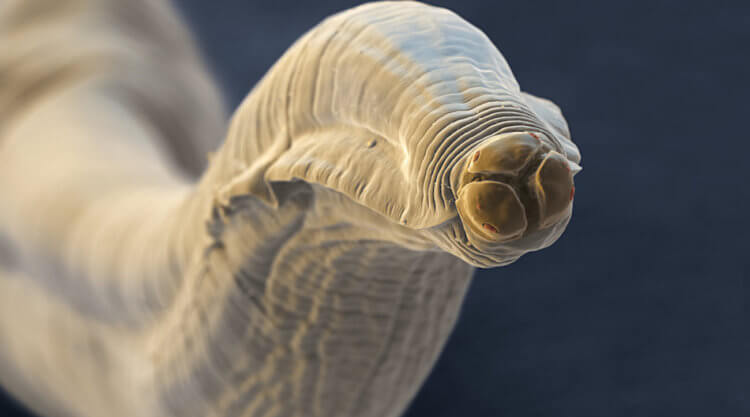 Обнаружено ДНК паразита, жившего 17000 лет назад. Один из видов круглых червей. Довольно распространенных паразитов человека и животных. Фото.