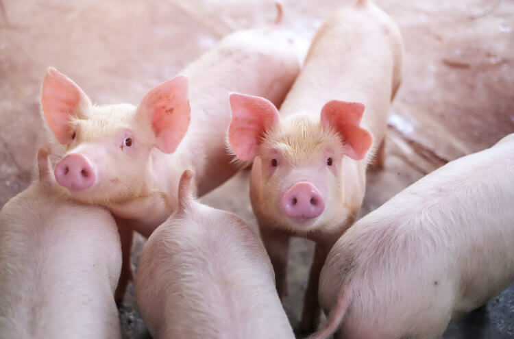 От кого пересадят органы человеку? Именно свиньи выбраны в качестве доноров не случайно. Их геном довольно легко модифицировать, самих животных не сложно выращивать и содержать, да и их органы сходны с человеческими по размерам и физиологии. Фото.