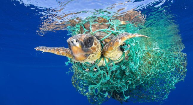 Найден способ удалить из мирового океана весь пластик. Фото.