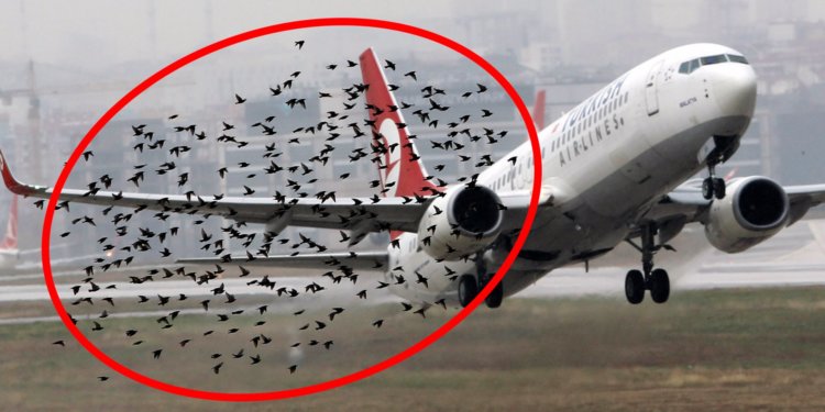 Как не допустить столкновение птиц с самолетом. Такие стаи птиц редкость, но достаточно даже одной, чтобы сломать двигатель самолет. Фото.
