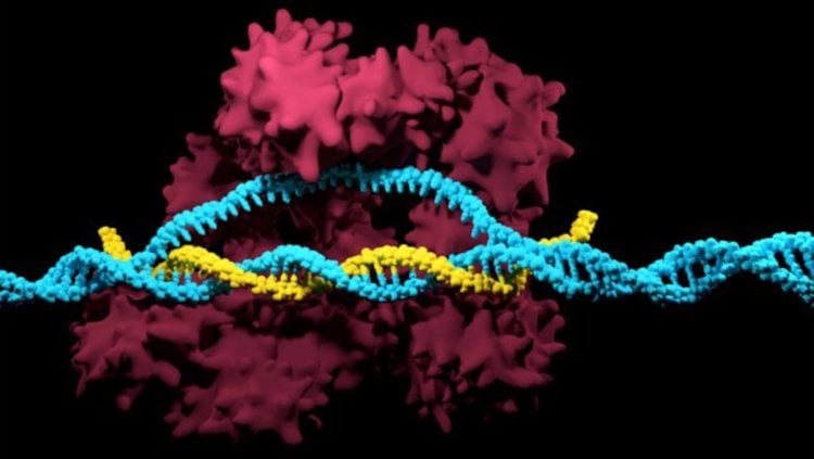 Как облегчить боль. Компьютерное моделирование того, как работает CRISPR при «вырезании» фрагментов ДНК. Фото.