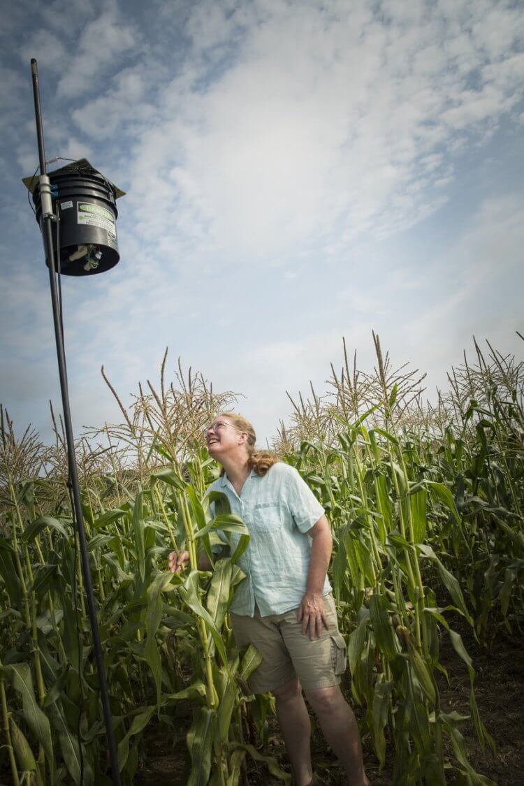 Огородное пугало больше не нужно — фермеры отпугивают птиц при помощи лазеров. Ребекка Браун проверяет работу «лазерного» пугала. Фото.