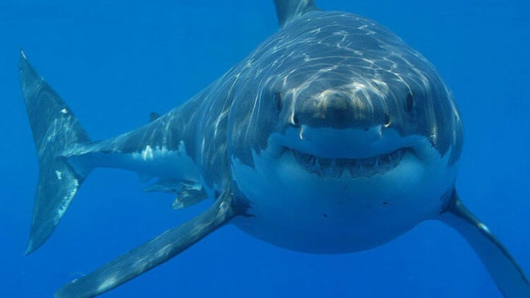 Опасны ли акулы? Акула может чувствовать кровь в воде, но не за десятки километров. Фото.