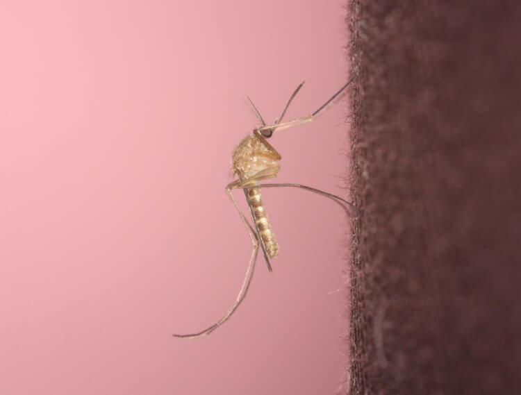 Как отличить обычного комара от малярийного? Так выглядит обычный комар. Фото.