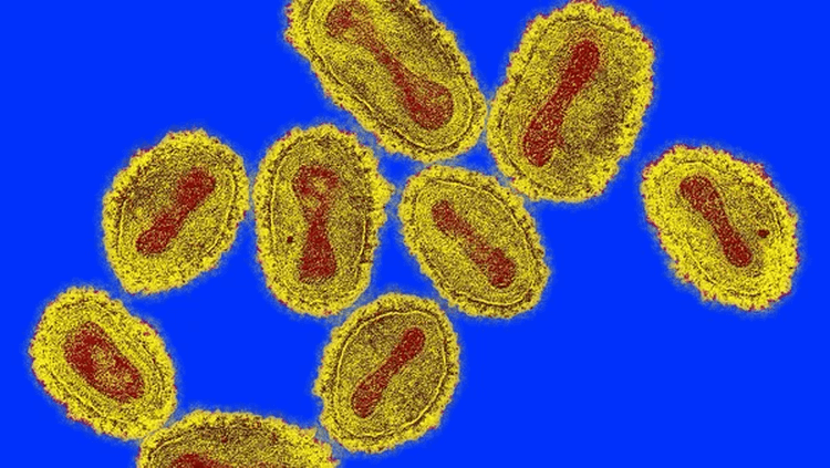 Как человек победил вирус. Так выглядит вирус оспы под микроскопом. Фото.