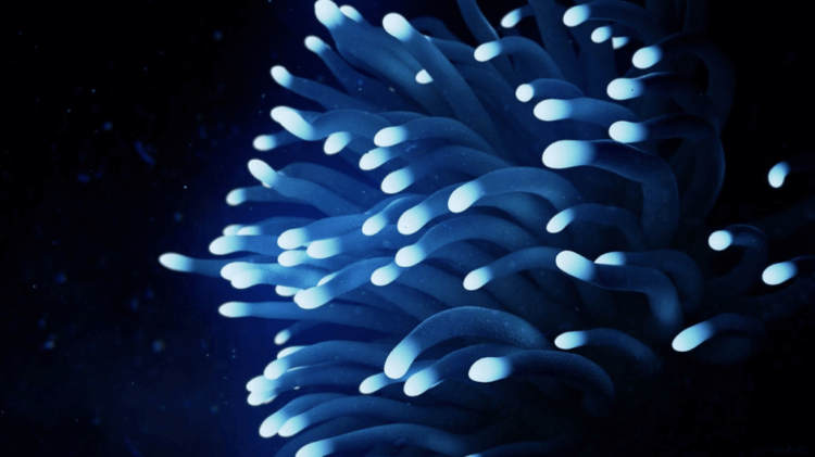 Почему некоторые организмы умеют светиться? Некоторые виды кораллов на Земле способны превращать ультрафиолетовое излучение в свет. Фото.