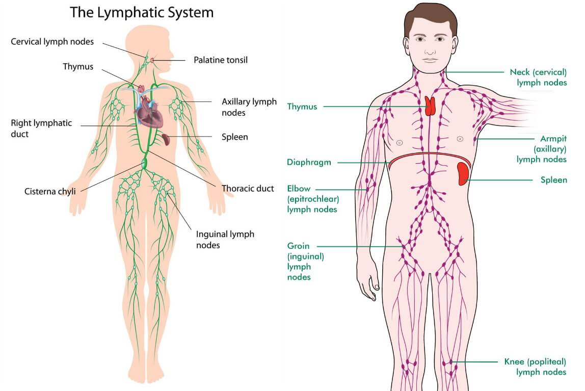 Где проходят лимфатические узлы у человека фото
