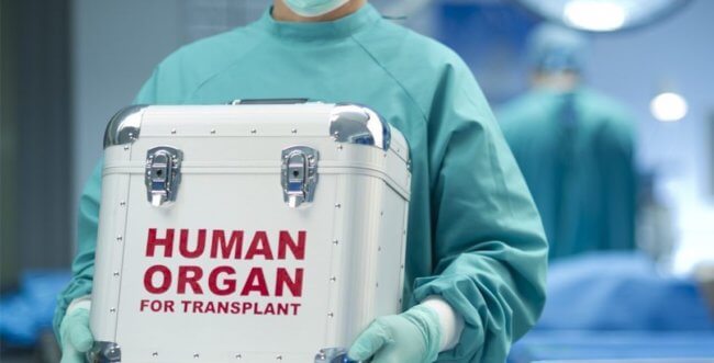 Пересадка органов от животных человеку произойдет уже в этом году. Фото.