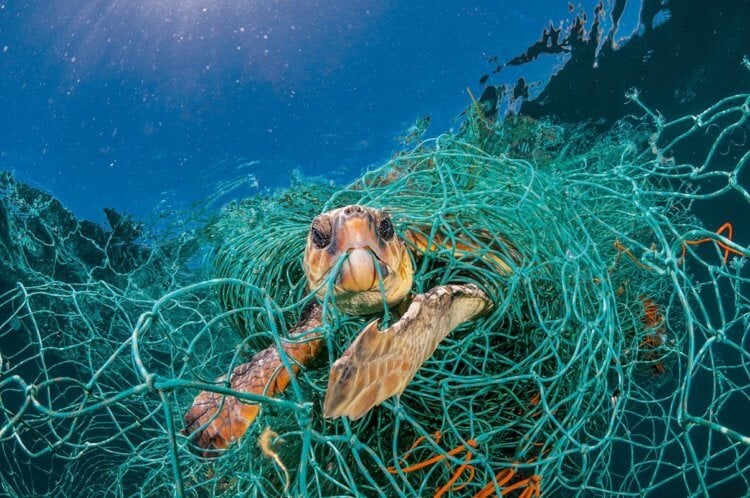Черепахи начали питаться пластиком. Что с этим делать? На фото морская черепаха, которая запуталась в пластиковой сетке. Фото.