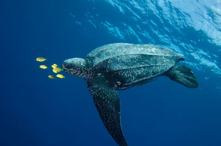 Что едят морские черепахи? Морская черепаха семейства Dermochelyidae. Фото.