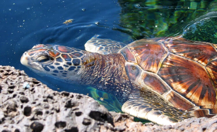 Что едят морские черепахи? Морская черепаха семейства Cheloniidae. Фото.