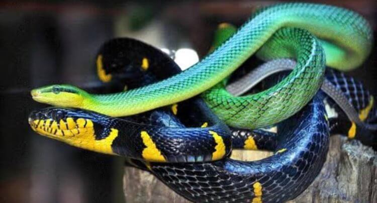 Что будет со змеей, если ее укусит другая змея? Несмотря на грозный вид, змеи могут легко пасть в бою с себе подобными. Фото.