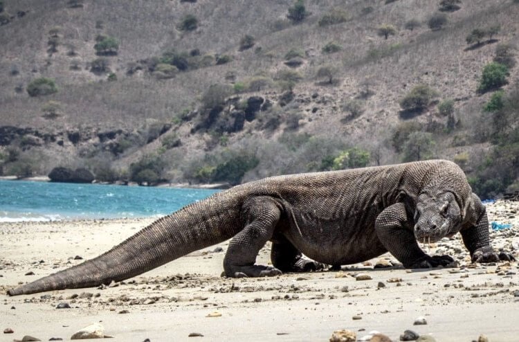 Самые большие ящерицы в мире — как они дожили до наших времен? Вараны бегают со скоростью до 20 километров в час. Фото.