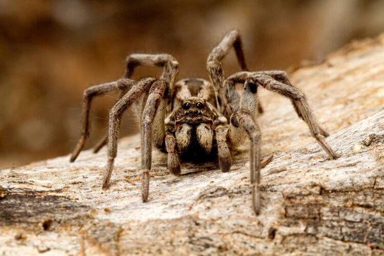 В России открыт новый вид самого страшного паука в мире. Фото.