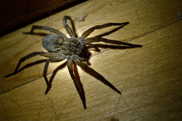 В России открыт новый вид самого страшного паука в мире. Чем опасны пауки для человека? Фото.
