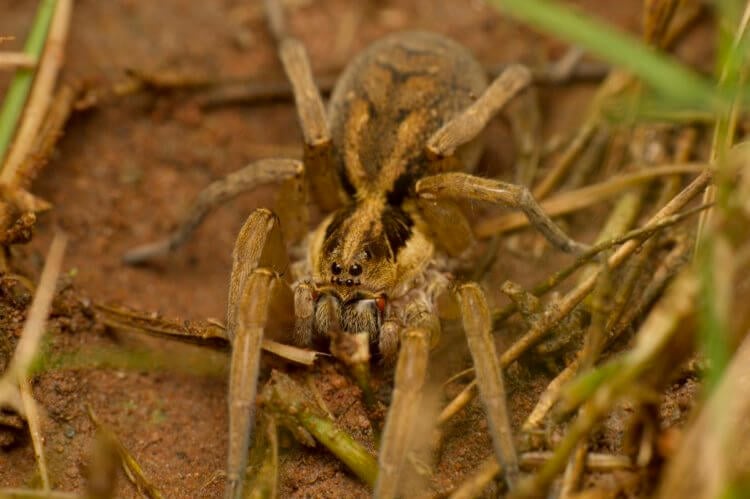 В России открыт новый вид самого страшного паука в мире. Что едят пауки? Фото.