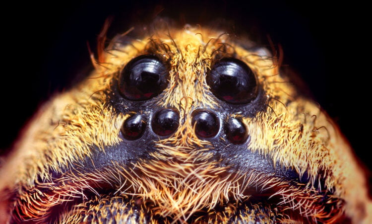 В России открыт новый вид самого страшного паука в мире. Почему пауки страшные? Фото.