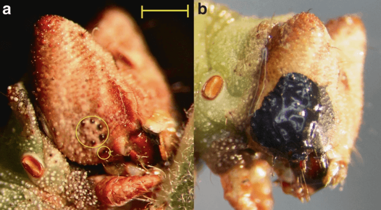 Как слепые гусеницы могут различать цвета? Есть ли у гусениц глаза. Фото.