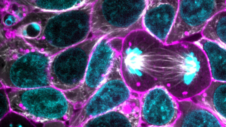 Ученые вырастили клетки со вживленной в них электроникой. Фото.