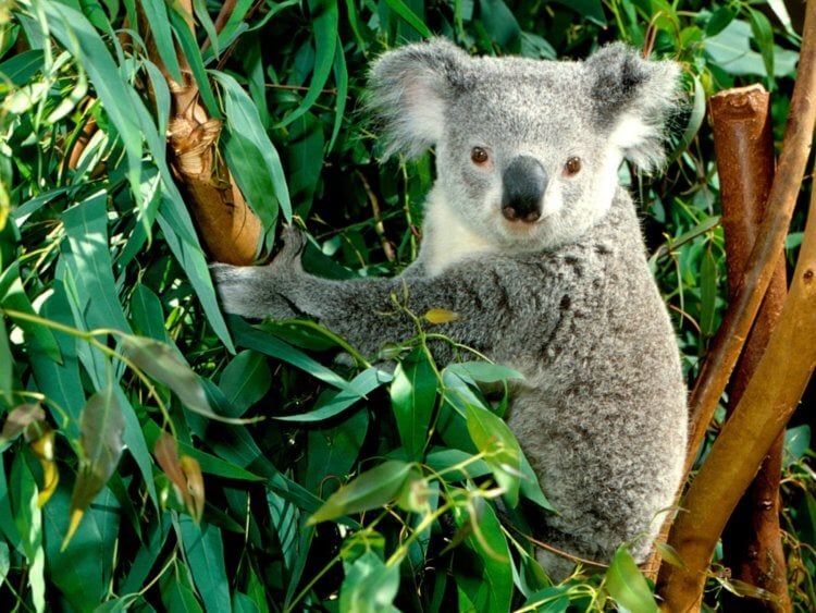 Почему человек вредит природе? Из-за активной вырубки эвкалипта коалы могут вымереть уже в нашем столетии. Фото.