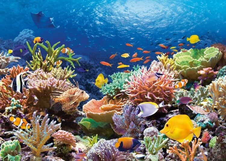 Почему человек вредит природе? Коралловые рифы могут исчезнуть уже к концу XXI века. Фото.