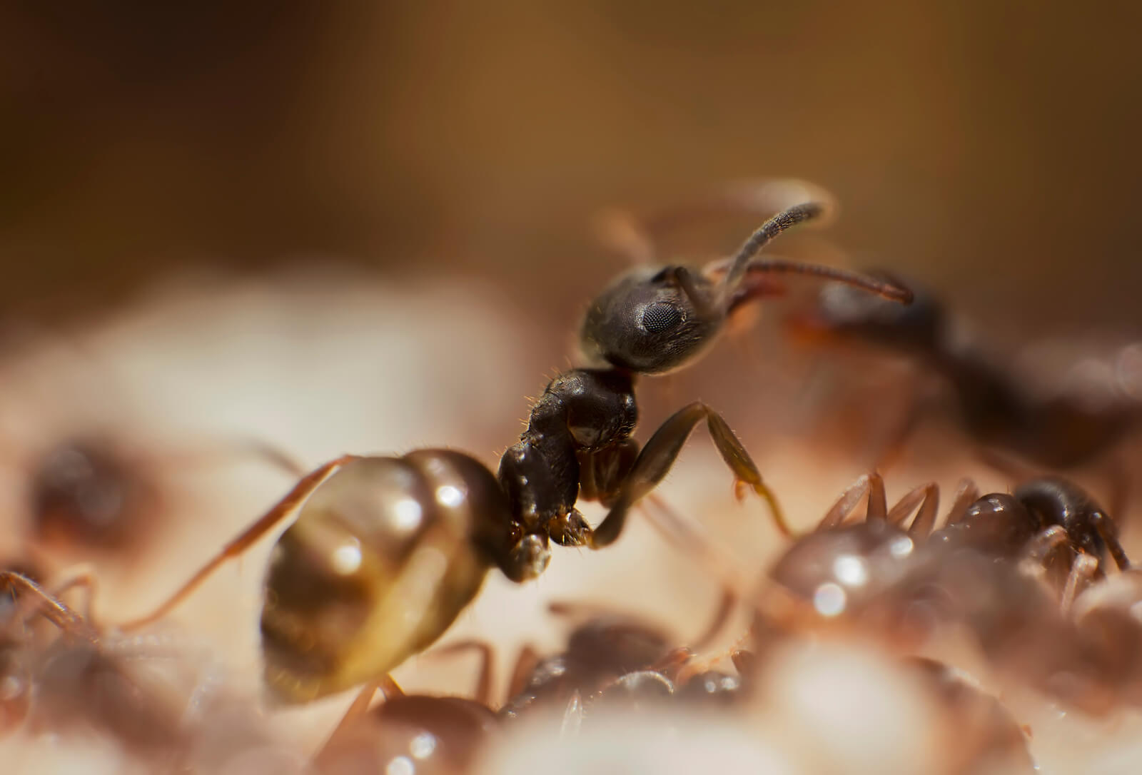 Почему муравьи такие сильные? На фото рабочий муравей-альтруист. Фото.