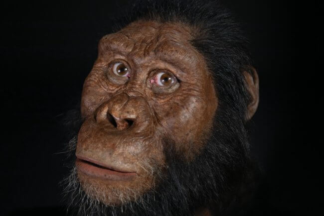 Как выглядел самый древний предок человека? Фото.