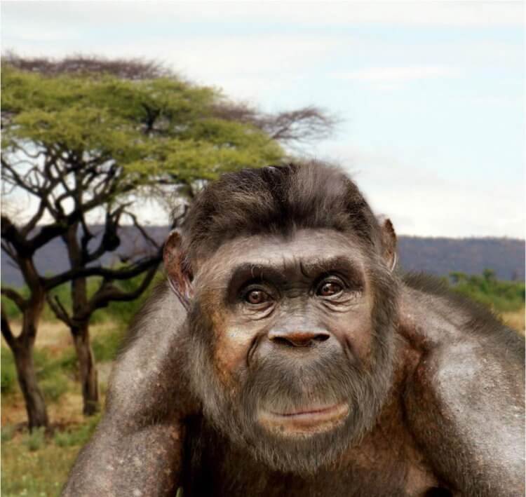 Как выглядели первые люди? A. anamensis — еще обезьяна или уже человек? Фото.